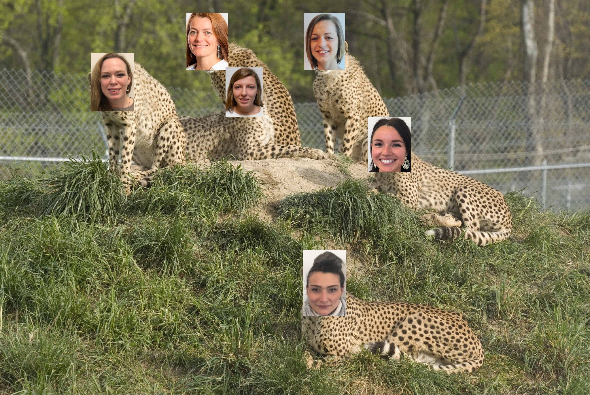 The Magic Cheetahs